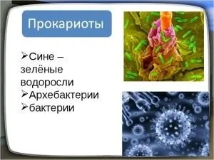 Бактерії і водорості відміну і схожість, як розмножуються і чим харчуються (бактерії) Бактерії і водорості відміну і схожість, як розмножуються і чим харчуються