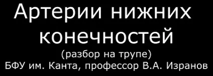 Артерії нижніх кінцівок (особливо регіональної артеріальної гемодинаміки) Артерії нижніх кінцівок