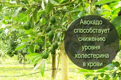Авокадо - калорійність, корисні властивості, користь і шкода, опис (авокадо) Авокадо - калорійність, корисні властивості, користь і шкода, опис