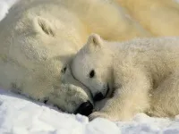 Білий ведмідь де живе, живе, що їсть, скільки важить, відео (відео) Білий ведмідь де живе, живе, що їсть, скільки важить, відео