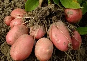 Чорнобривці вирощування і догляд (просторі) Чорнобривці вирощування і догляд