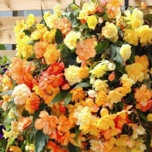 Бегонія бульбова правильна посадка і догляд за розсадою, всі етапи вирощування і розмноження (бегонія) Бегонія бульбова правильна посадка і догляд за розсадою, всі етапи вирощування і розмноження