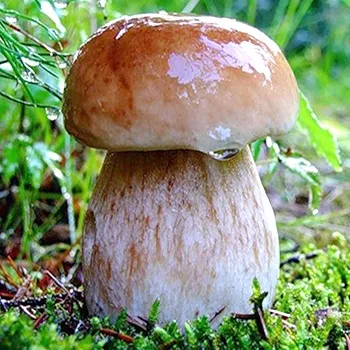 Білі гриби користь і шкода для організму людини, чи є вплив на насправді
