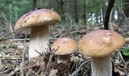 Білі гриби користь і шкода для організму людини, чи є вплив на насправді (шкода) Білі гриби користь і шкода для організму людини, чи є вплив на насправді