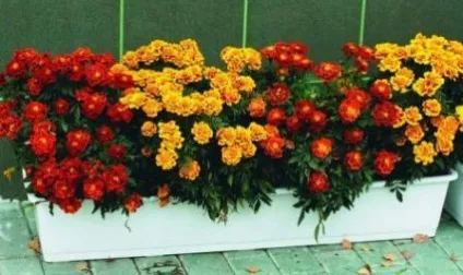 Чорнобривці вирощування і догляд (деяких) Чорнобривці вирощування і догляд