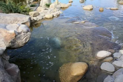 Басейн або плавальний ставок, який ще називають еко-водойму (ставок) Басейн або плавальний ставок, який ще називають еко-водойму