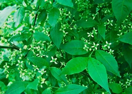 Бересклет європейський в ландшафтному дизайні (європейський) Бересклет європейський в ландшафтному дизайні