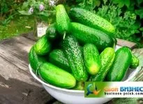 Бізнес-план по вирощуванню полуниці нюанси і правила ведення діяльності (вирощування) Бізнес-план по вирощуванню полуниці нюанси і правила ведення діяльності