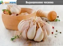 Бізнес-план по вирощуванню полуниці нюанси і правила ведення діяльності (вирощування) Бізнес-план по вирощуванню полуниці нюанси і правила ведення діяльності