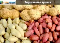 Бізнес-план по вирощуванню полуниці нюанси і правила ведення діяльності (правила) Бізнес-план по вирощуванню полуниці нюанси і правила ведення діяльності