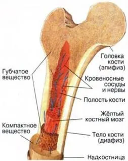 Квиток 3 (з'єднання кісток, їх різновиди (квиток) Квиток 3 (з'єднання кісток, їх різновиди