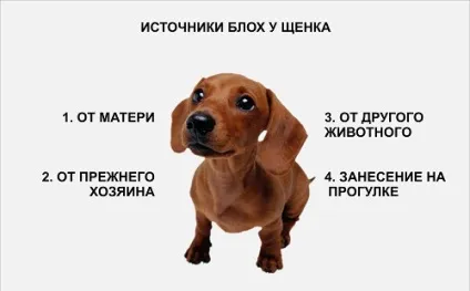 Блохи у цуценяти 1 - 2 місяць як вивести, причини, джерела появи (вивести) Блохи у цуценяти 1 - 2 місяць як вивести, причини, джерела появи