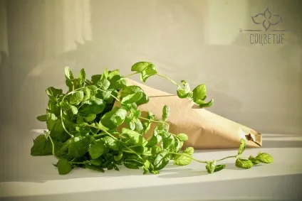 Бізнес зі смаком м'яти - журфак (м'яти) Бізнес зі смаком м'яти - журфак