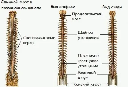 Швидка ерекція причини появи і способи вирішення проблеми