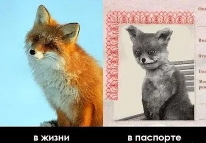 Блог рудої лисиці укурений лисиць - герой сьогоднішнього інтернету (укурений) Блог рудої лисиці укурений лисиць - герой сьогоднішнього інтернету