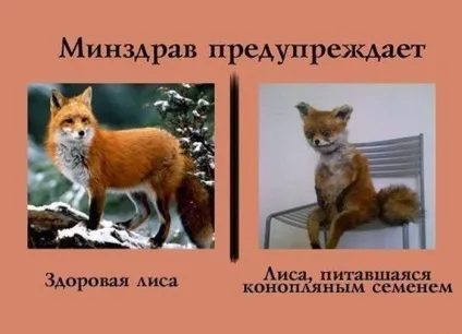Блог рудої лисиці укурений лисиць - герой сьогоднішнього інтернету (укурений) Блог рудої лисиці укурений лисиць - герой сьогоднішнього інтернету