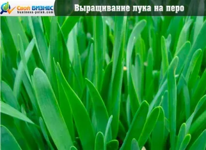 Бізнес-план по вирощуванню полуниці нюанси і правила ведення діяльності (бізнес-план) Бізнес-план по вирощуванню полуниці нюанси і правила ведення діяльності