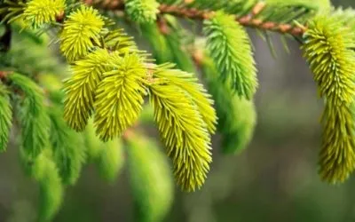 Хворі ступні ніг (боляче ходити вранці) причини, лікування народними засобами (боляче) Хворі ступні ніг (боляче ходити вранці) причини, лікування народними засобами