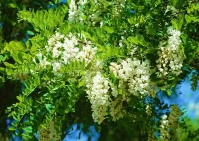 Хворі ступні ніг (боляче ходити вранці) причини, лікування народними засобами (боляче) Хворі ступні ніг (боляче ходити вранці) причини, лікування народними засобами
