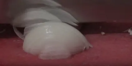 Страви з кальмара