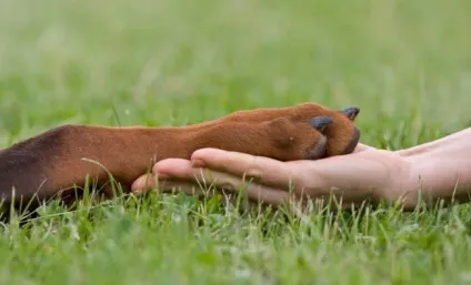 Хвороби лап у собак види, симптоми, лікування і профілактика, zoodom (собак) Хвороби лап у собак види, симптоми, лікування і профілактика, zoodom