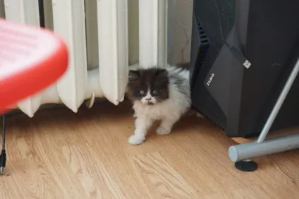 Покинуті кошенята в подарунок на день народження (кошенята) Покинуті кошенята в подарунок на день народження