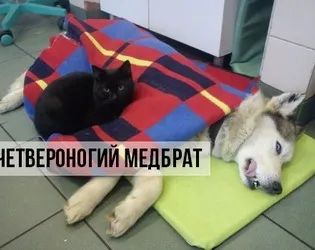 7 Ознак того, що кішці нудно живеться, котики і няшки (тварини) 7 Ознак того, що кішці нудно живеться, котики і няшки