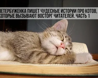 7 Ознак того, що кішці нудно живеться, котики і няшки (тварини) 7 Ознак того, що кішці нудно живеться, котики і няшки