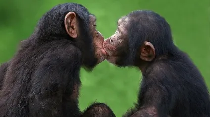 9 Цікавих фактів про поцілунки - в світі цікавого (поцілунках) 9 Цікавих фактів про поцілунки - в світі цікавого