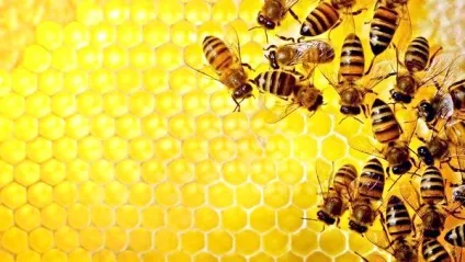 8 Корисних властивостей квіткового меду (склянки) 8 Корисних властивостей квіткового меду
