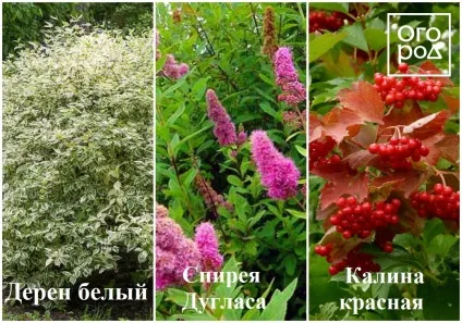 9 Рослин для вологих і сирих грунтів, в квітнику () (листяні рослини) 9 Рослин для вологих і сирих грунтів, в квітнику ()