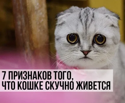 7 Ознак того, що кішці нудно живеться, котики і няшки (нудно) 7 Ознак того, що кішці нудно живеться, котики і няшки