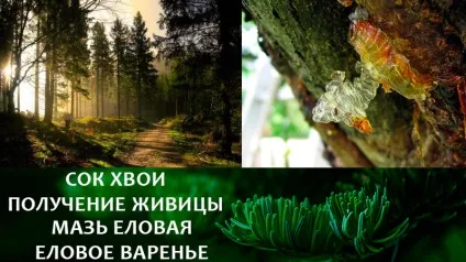 Цілюща ялинова хвоя