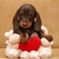 Чорний акантоз у такси, decordog