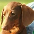 Чорний акантоз у такси, decordog