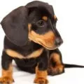 Чорний акантоз у такси, decordog