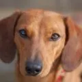 Чорний акантоз у такси, decordog