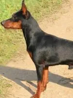 Чорний акантоз у такс