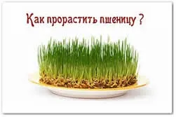 Чим корисні паростки пшениці, як пророщувати (паростки) Чим корисні паростки пшениці, як пророщувати