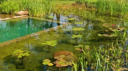 Чим плавальний ставок відрізняється від звичайного басейну