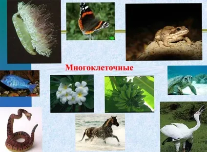 Чим багатоклітинні відрізняються від одноклітинних (багатоклітинні) Чим багатоклітинні відрізняються від одноклітинних