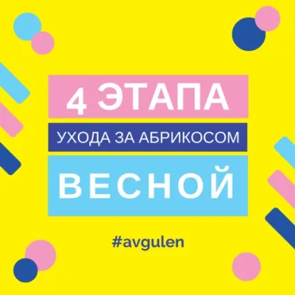 Чим обприскати абрикоси ранньою весною (абрикоси) Чим обприскати абрикоси ранньою весною
