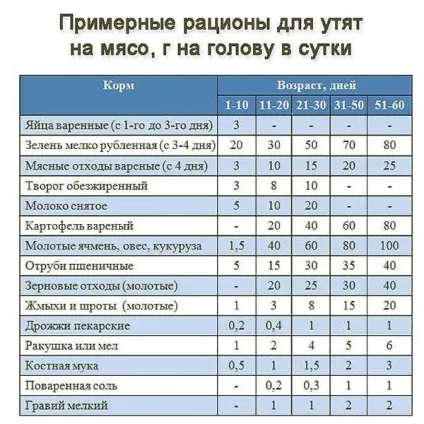 Чим годувати качок - що їдять качки, правила складання комбікорми в домашніх умовах, відгодівлю і (їдять) Чим годувати качок - що їдять качки, правила складання комбікорми в домашніх умовах, відгодівлю і