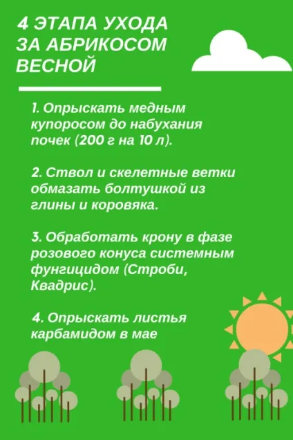 Чим обприскати абрикоси ранньою весною (навесні) Чим обприскати абрикоси ранньою весною
