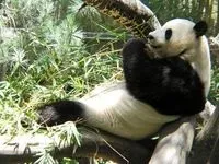 Що робить мировий суддя