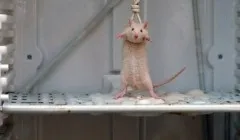 Що лежить у холостяка в холодильнику