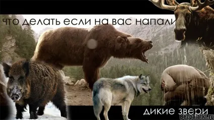 Що робити при зустрічі з диким звіром в лісі, без (лісі) Що робити при зустрічі з диким звіром в лісі, без