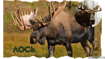 Що робити при зустрічі з диким звіром в лісі, без (може напасти людини) Що робити при зустрічі з диким звіром в лісі, без