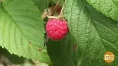 Що стало з першими красунями ( «Голос» Зйомка прихованою камерою) Що стало з першими красунями