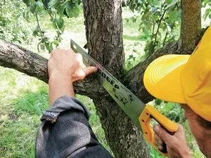 Що потрібно зробити в саду, городі восени (саду) Що потрібно зробити в саду, городі восени